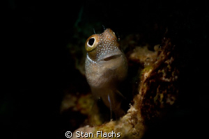 Tiny blenny (less than 1cm long) photographed with  micro... by Stan Flachs 